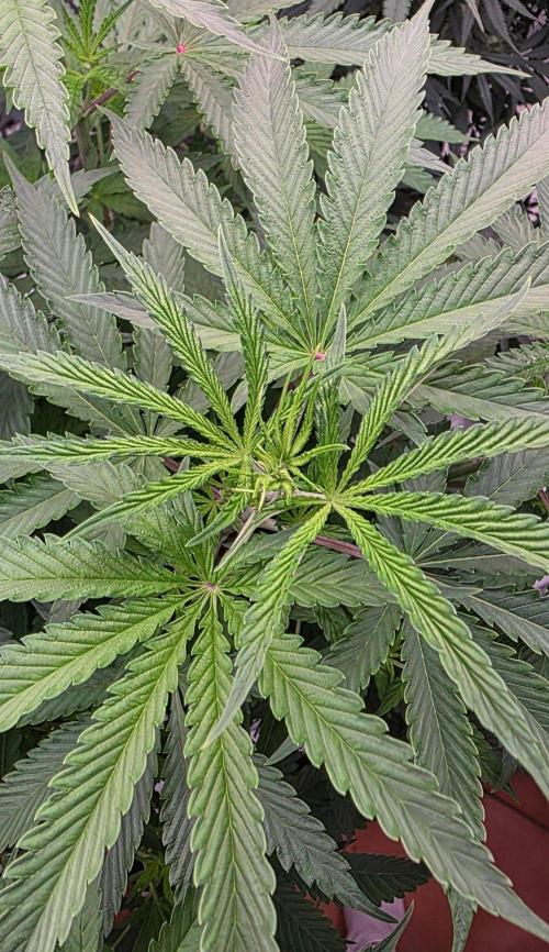 White Runtz X Spritzer. Week 8