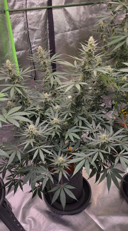 SweetSeeds X CCG. Week 13