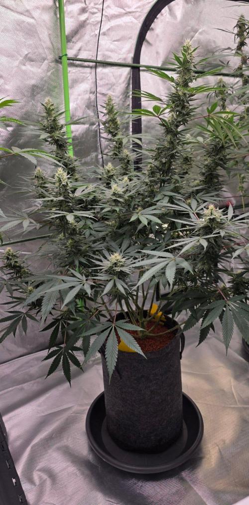 SweetSeeds X CCG. Week 13