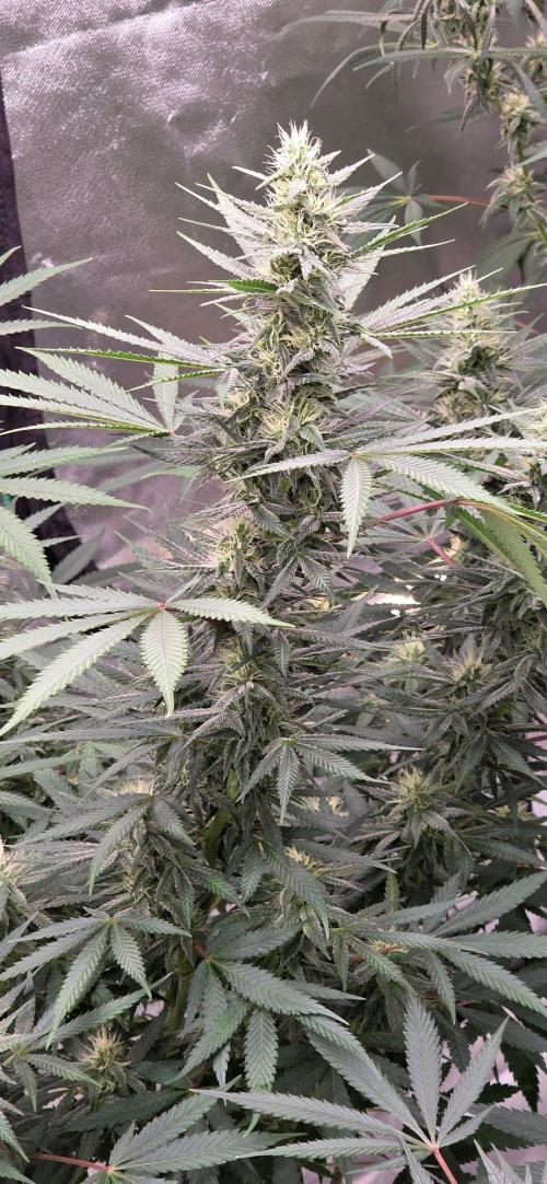 SweetSeeds X CCG. Week 13