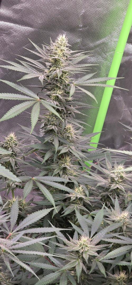 SweetSeeds X CCG. Week 13