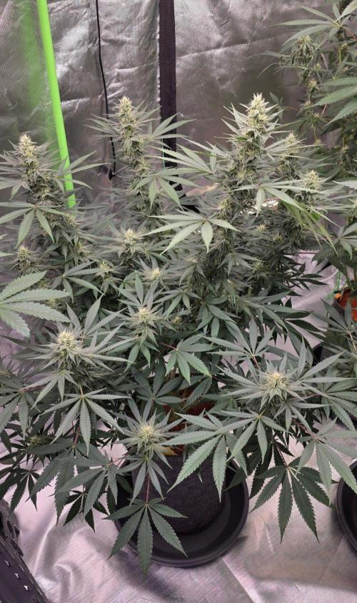 SweetSeeds X CCG. Week 13