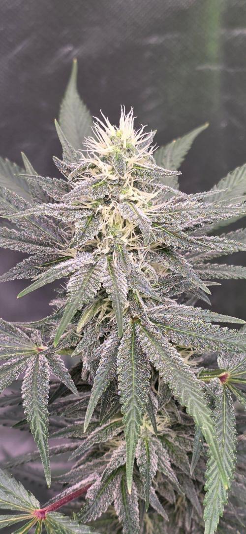 SweetSeeds X CCG. Week 13
