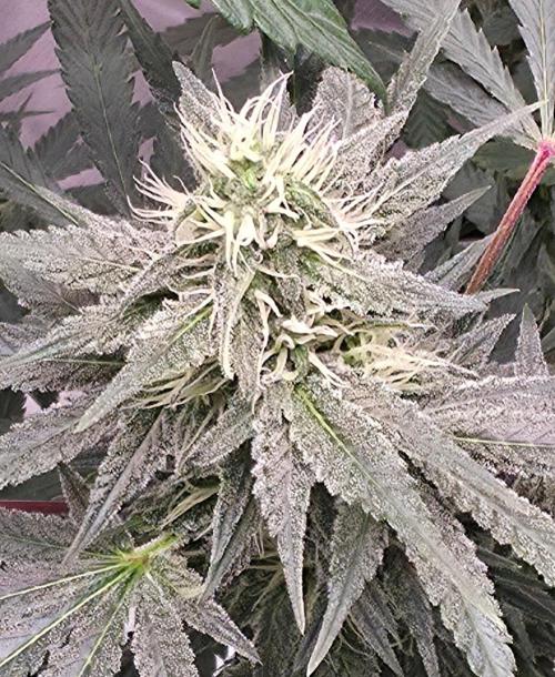 SweetSeeds X CCG. Week 13