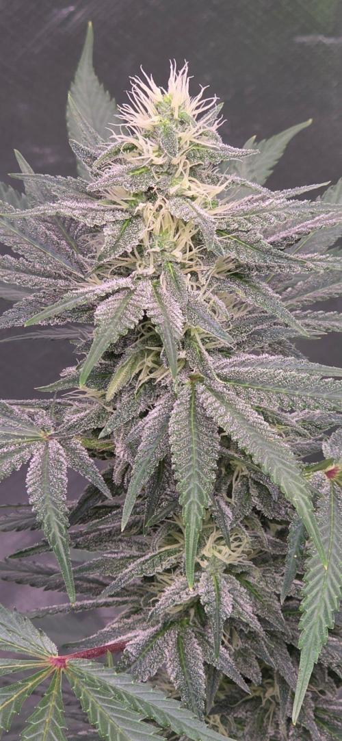 SweetSeeds X CCG. Week 13