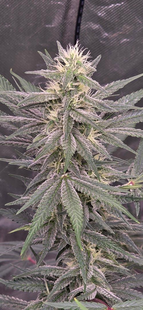SweetSeeds X CCG. Week 13