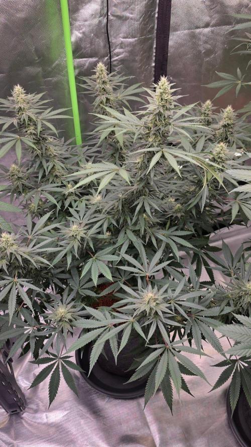 SweetSeeds X CCG. Week 13