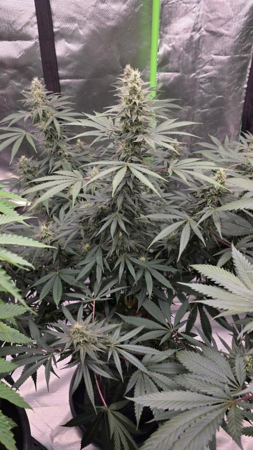SweetSeeds X CCG. Week 13
