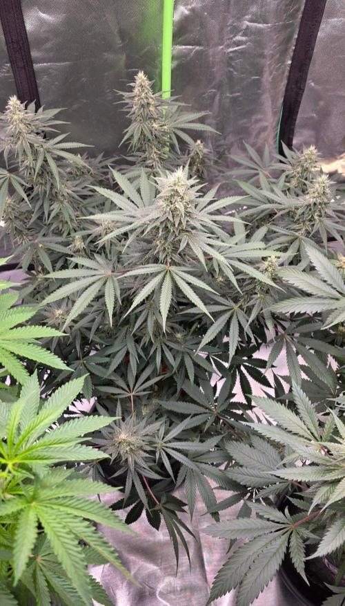 SweetSeeds X CCG. Week 13