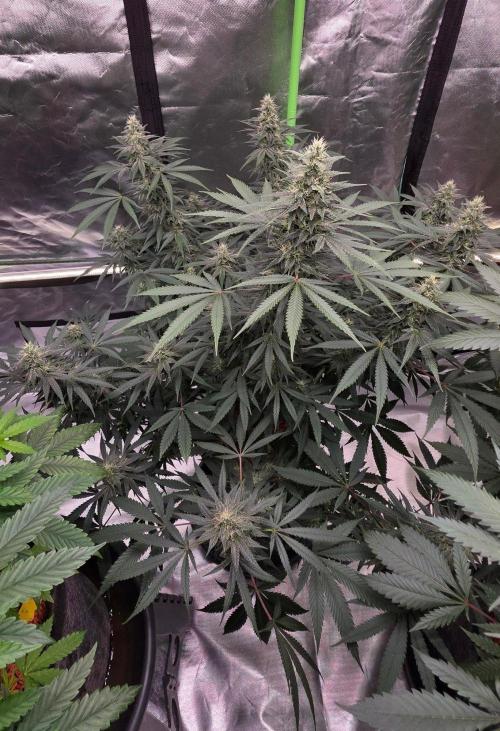 SweetSeeds X CCG. Week 13
