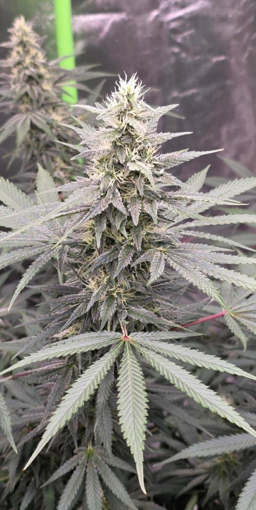 SweetSeeds X CCG. Week 13