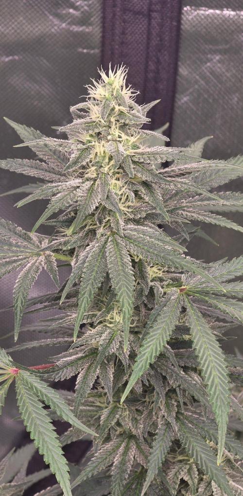 SweetSeeds X CCG. Week 13