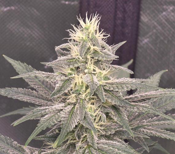 SweetSeeds X CCG. Week 13