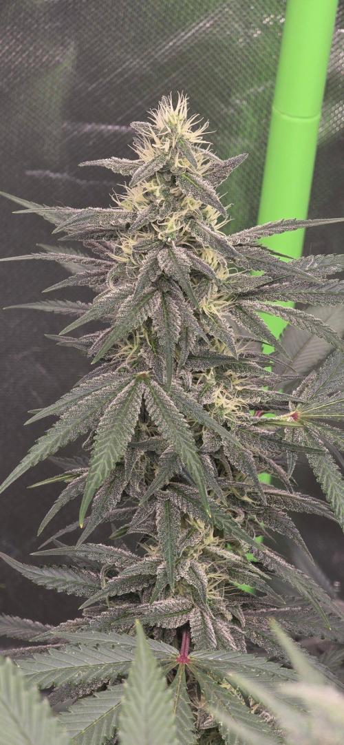 SweetSeeds X CCG. Week 13