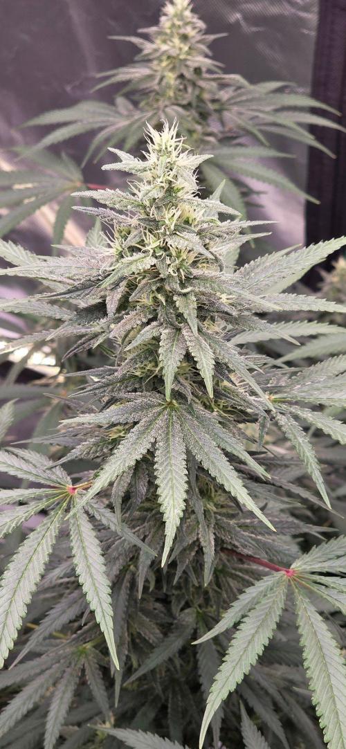 SweetSeeds X CCG. Week 13