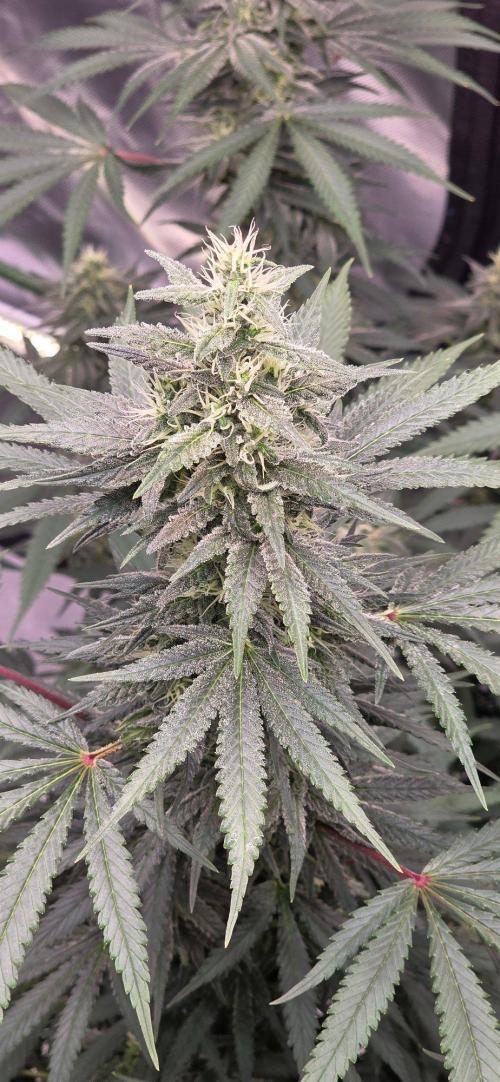 SweetSeeds X CCG. Week 13