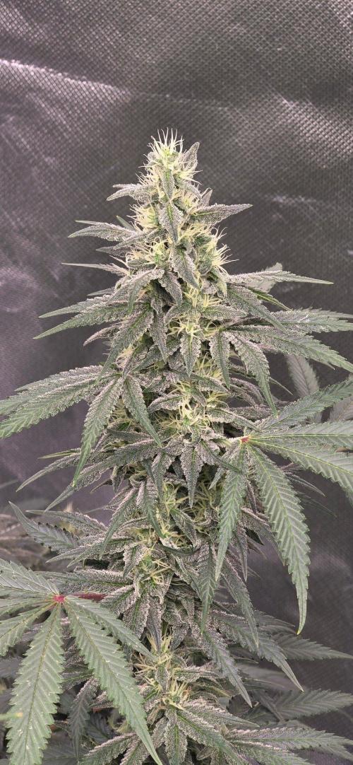 SweetSeeds X CCG. Week 13