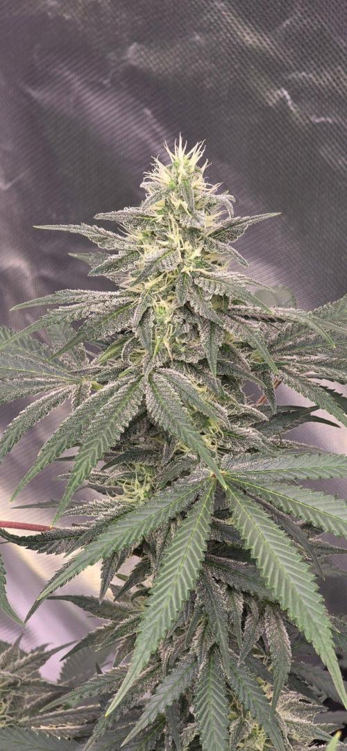 SweetSeeds X CCG. Week 13