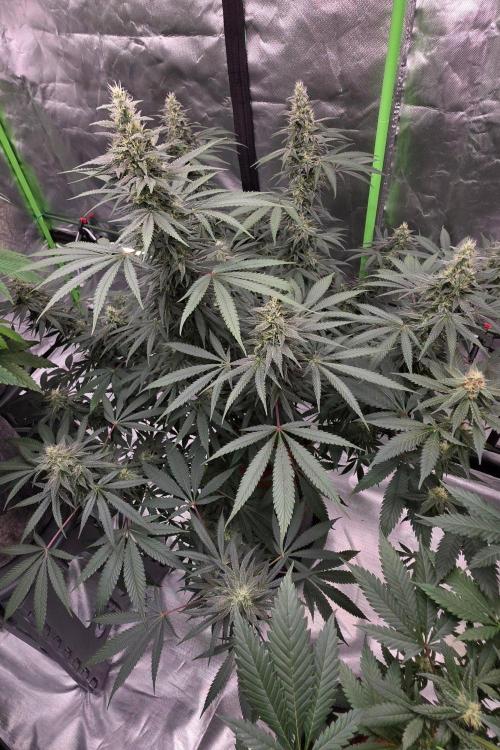 SweetSeeds X CCG. Week 13