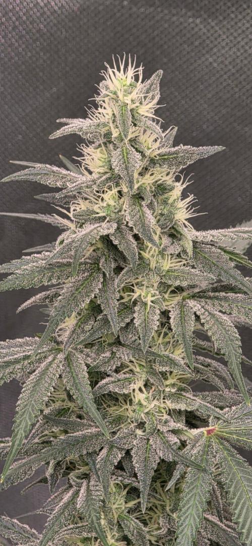 SweetSeeds X CCG. Week 13
