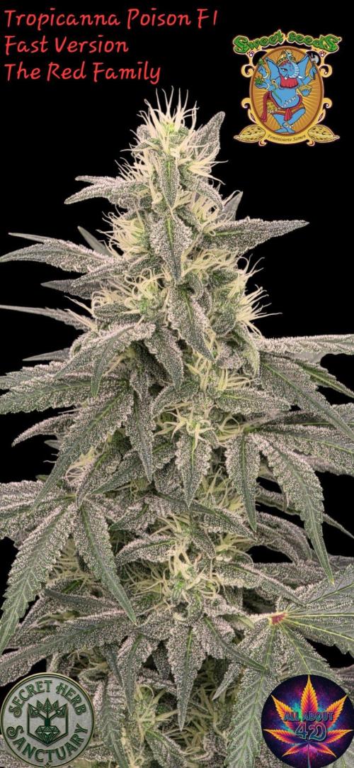 SweetSeeds X CCG. Week 13