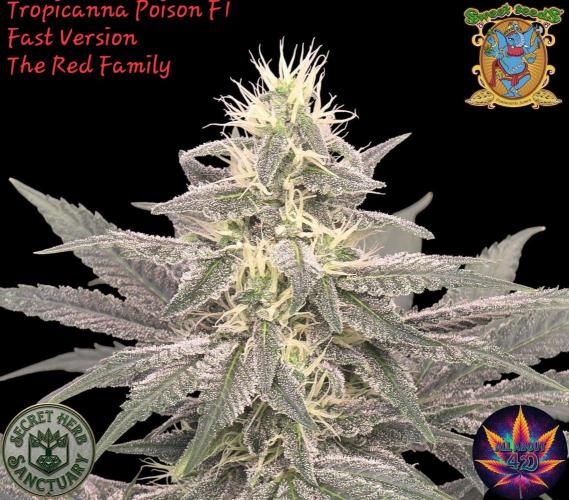 SweetSeeds X CCG. Week 13