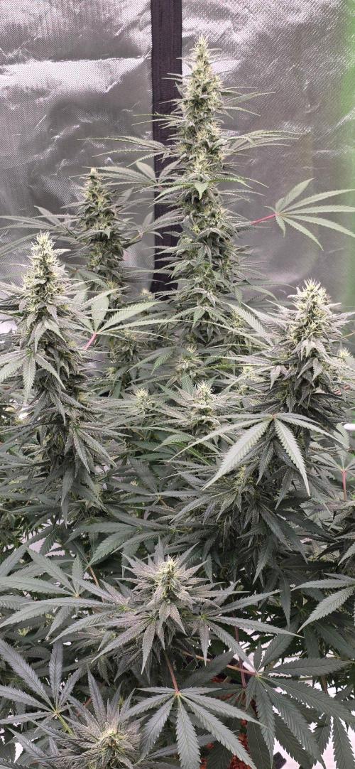 SweetSeeds X CCG. Week 13