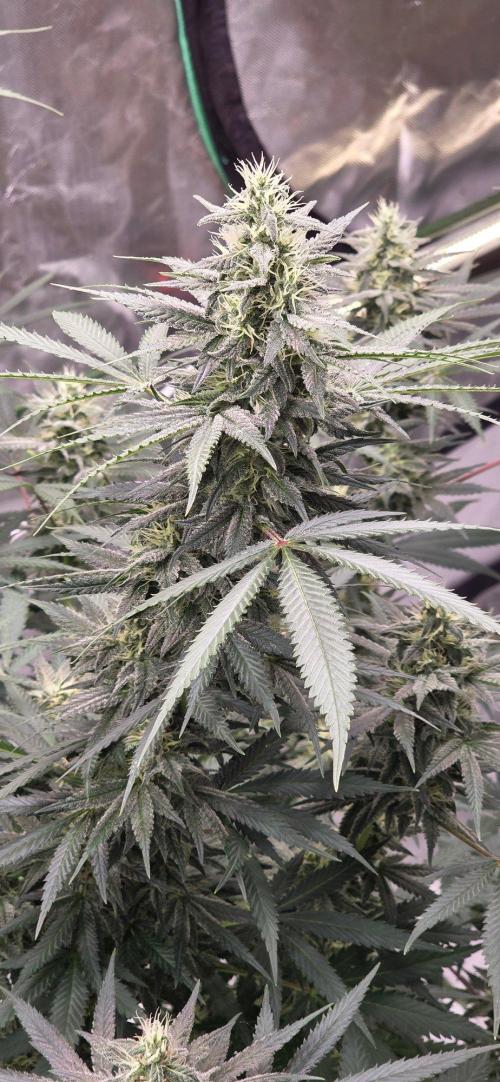 SweetSeeds X CCG. Week 13