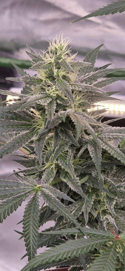 SweetSeeds X CCG. Week 13
