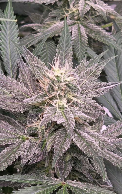 SweetSeeds X CCG. Week 13