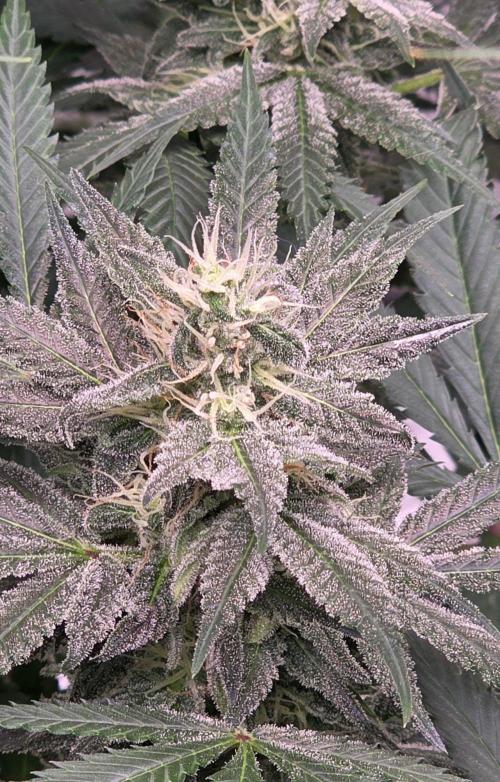 SweetSeeds X CCG. Week 13