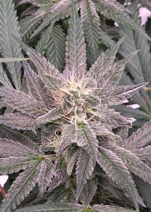 Sweet Seeds - Tropicanna Poison F1 Fast Version by all_about_420