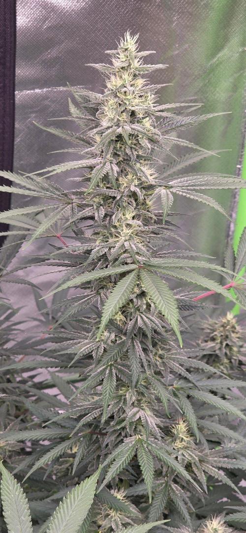 SweetSeeds X CCG. Week 13
