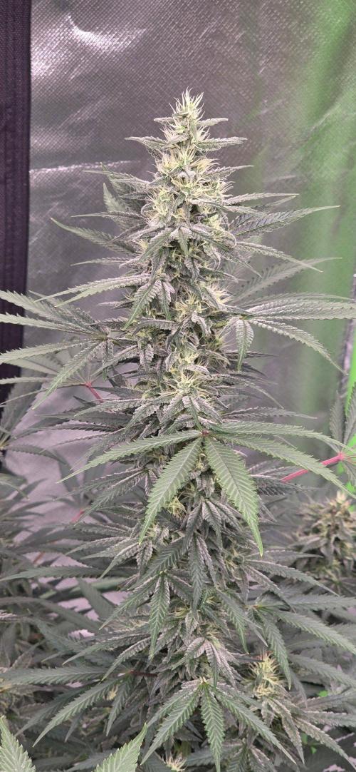 SweetSeeds X CCG. Week 13