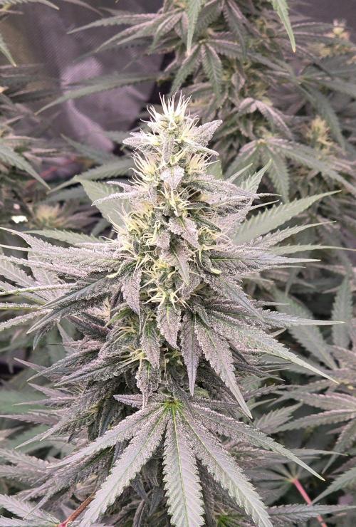 SweetSeeds X CCG. Week 13
