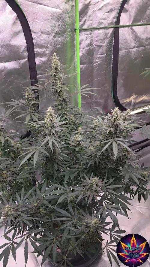 SweetSeeds X CCG