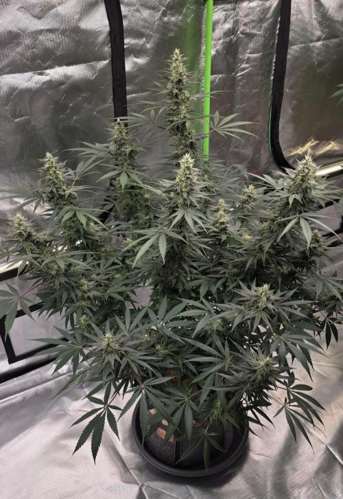 SweetSeeds X CCG. Week 13