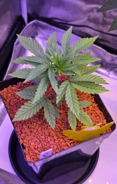 Sensi Seeds X CCG. Week 5