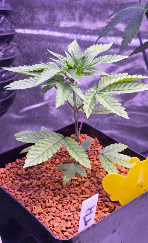 Sensi Seeds X CCG. Week 5