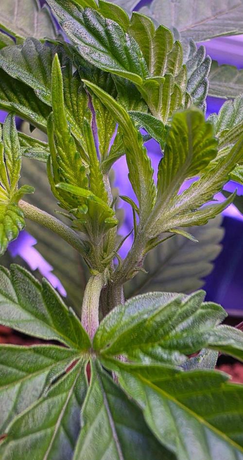 Sensi Seeds X CCG. Week 5