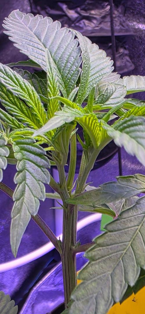 Sensi Seeds X CCG. Week 5