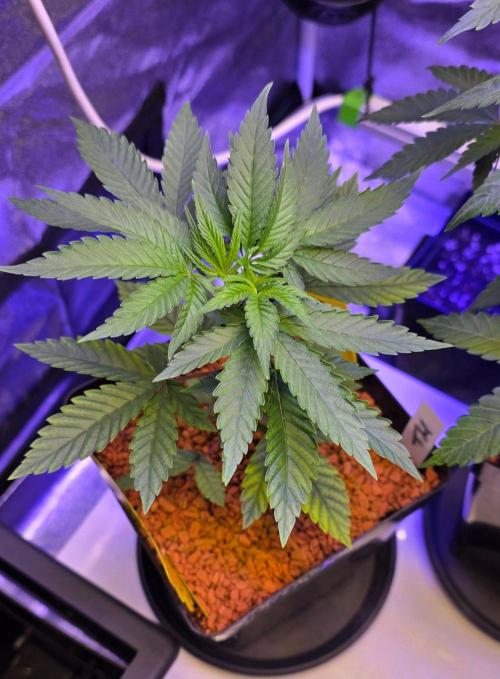 Sensi Seeds X CCG. Week 5