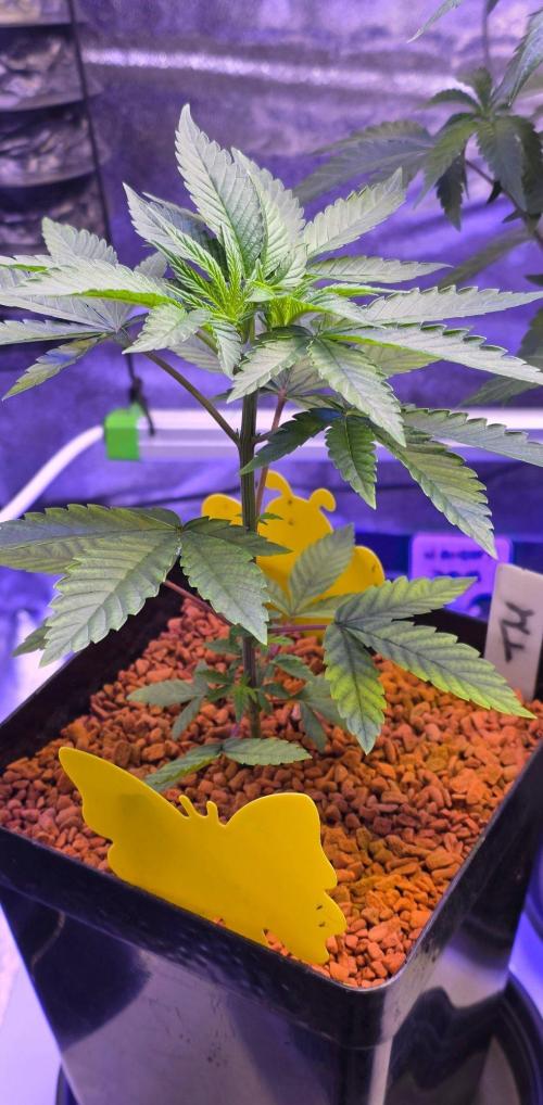 Sensi Seeds X CCG. Week 5