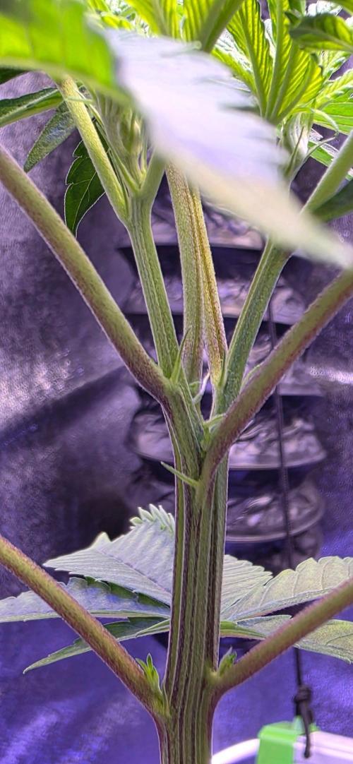 Sensi Seeds X CCG. Week 5