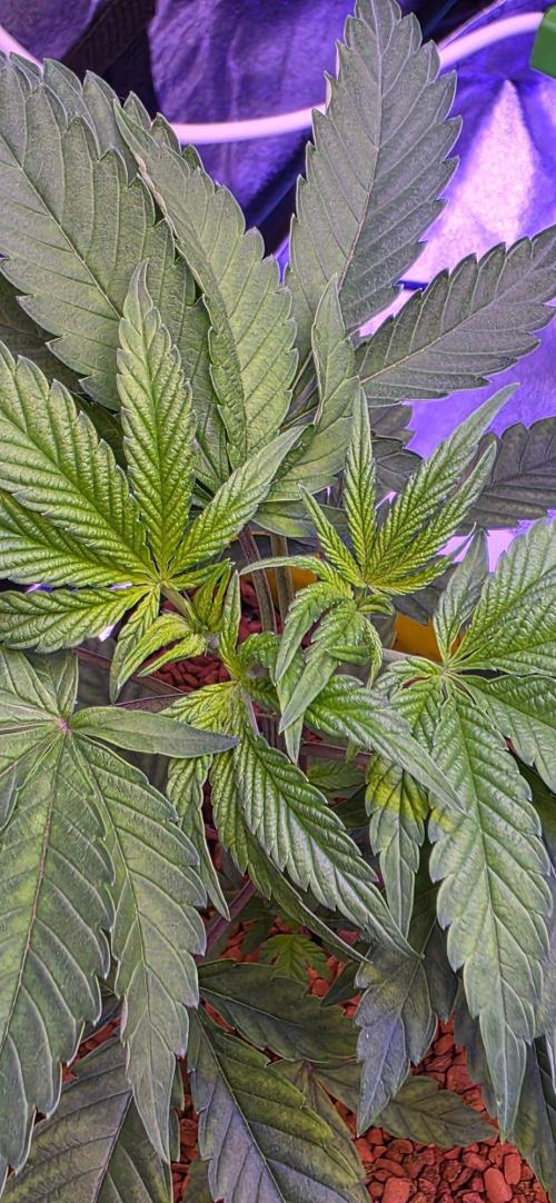 Sensi Seeds X CCG. Week 5