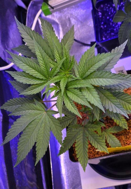 Sensi Seeds X CCG. Week 5