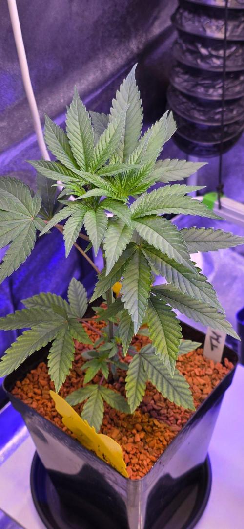 Sensi Seeds X CCG. Week 5