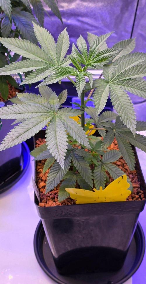 Sensi Seeds X CCG. Week 5