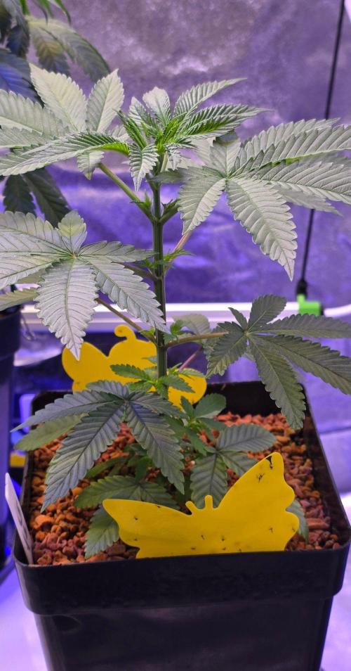 Sensi Seeds X CCG. Week 5