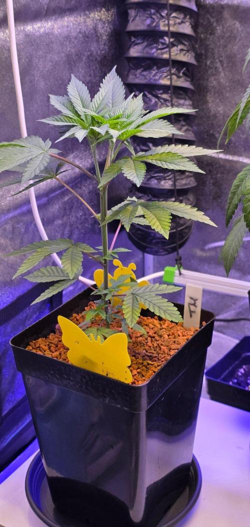 Sensi Seeds X CCG. Week 5